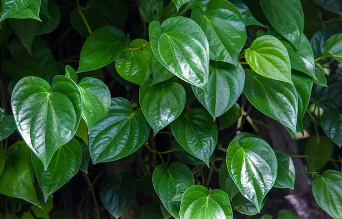 Betel Leaf