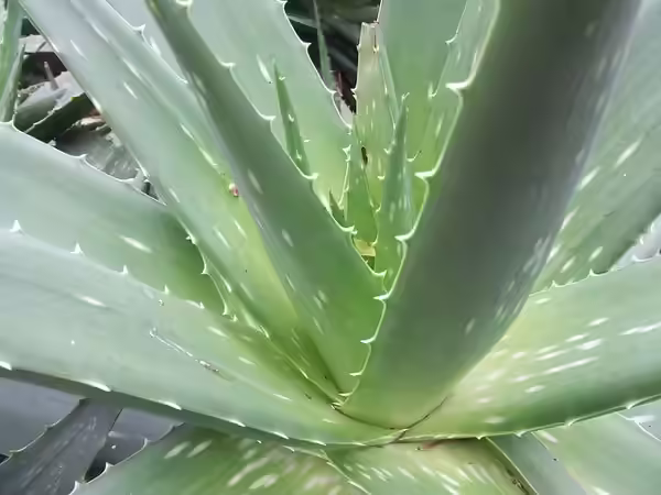 Aloe Vera For Fair Skin Aloe Vera For Fair Skin