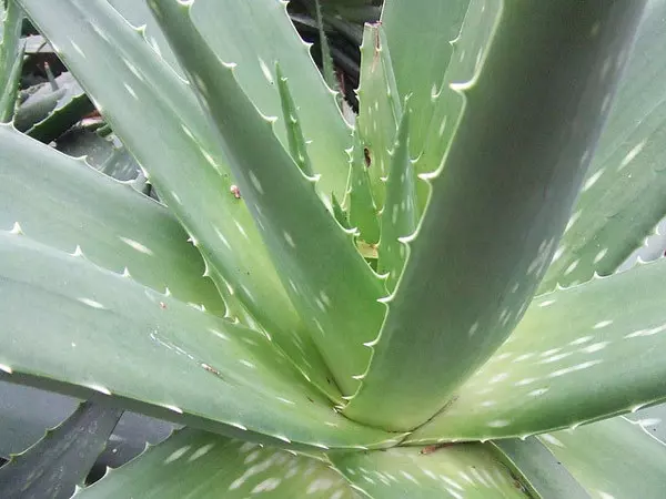 Aloe Vera For Fair Skin 