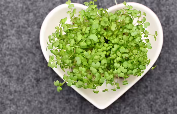 Heart Healthy Foods - Watercress Heart Healthy Foods - Watercress