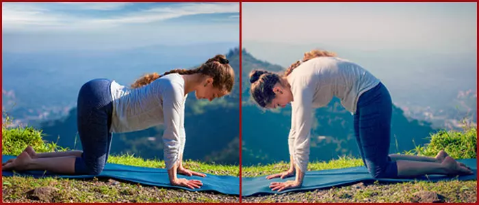 Marjariasana And Bitilasana To Cure Neck Pain - Yoga