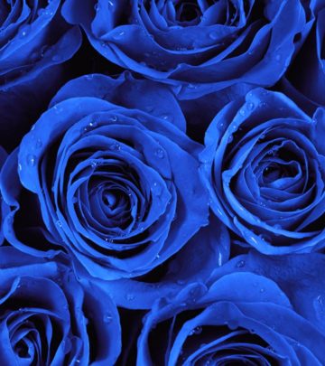 Top 10 Most Beautiful Blue Roses_image