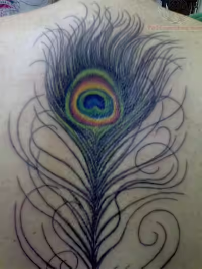 A peacock feather A peacock feather