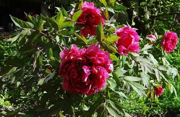 Bleu Magenta flowers