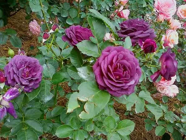 Sissinghurst Castle