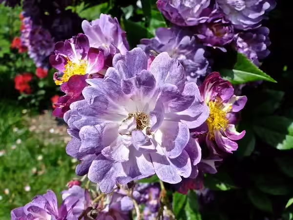 Veilchenblau Veilchenblau