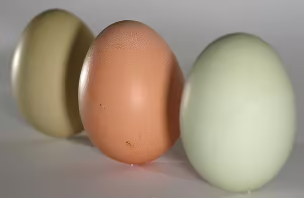 egg for healthy diet egg for healthy diet