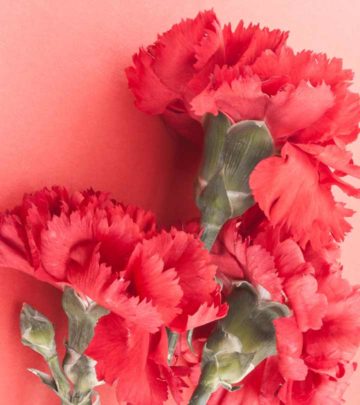 7 Most Beautiful Carnation Flowers