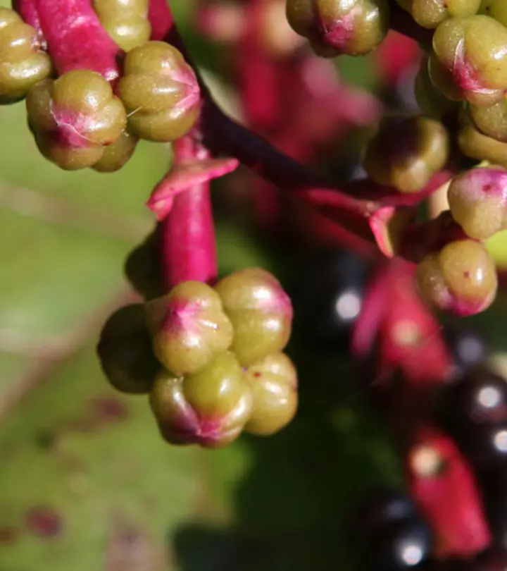 Best Benefits Of Red Spinach For Skin, Hair And Health