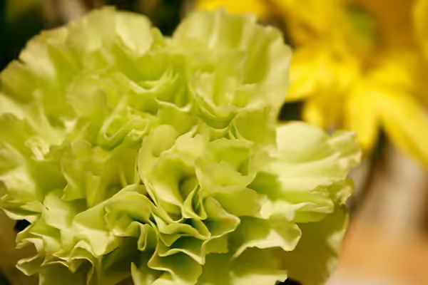 Green carnations Green carnations