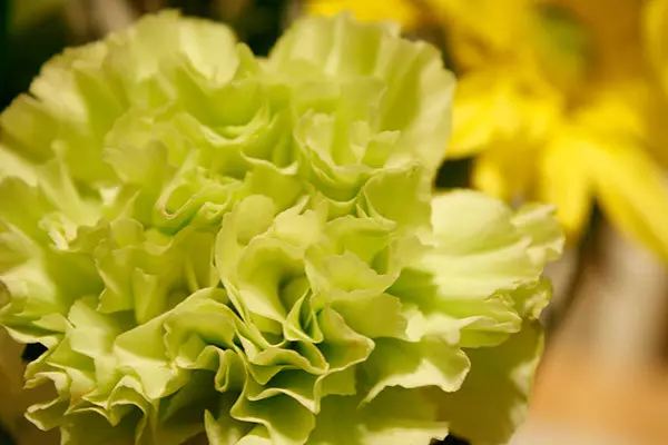 Green carnations