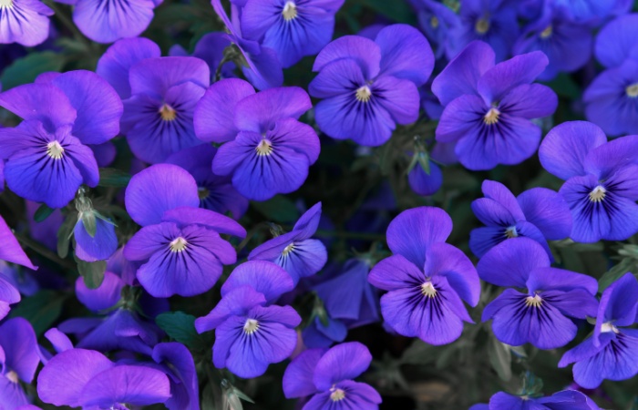 Pansies