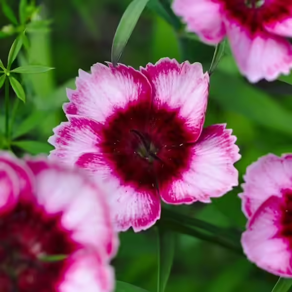 Pink Carnation Pink Carnation