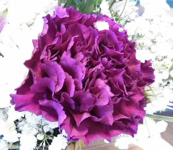 Purple Carnations