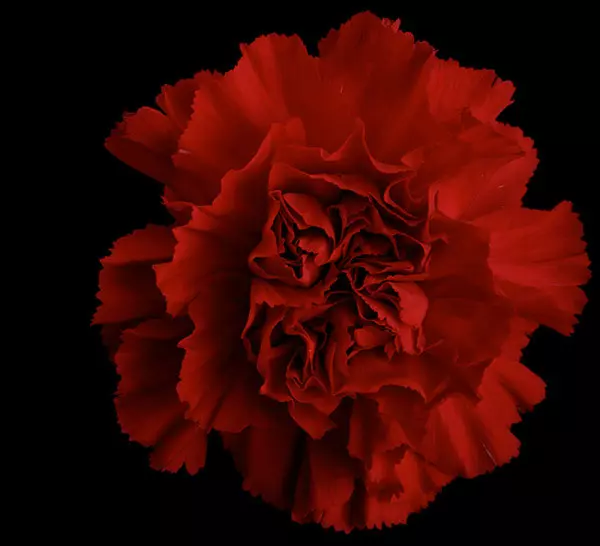 Red Carnations