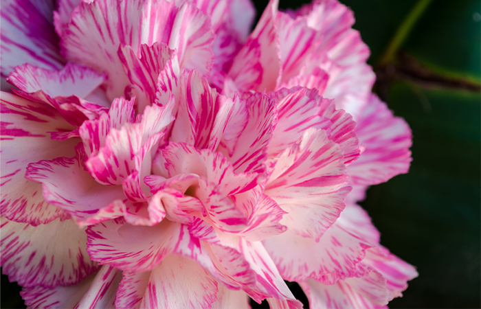 Striped Carnation