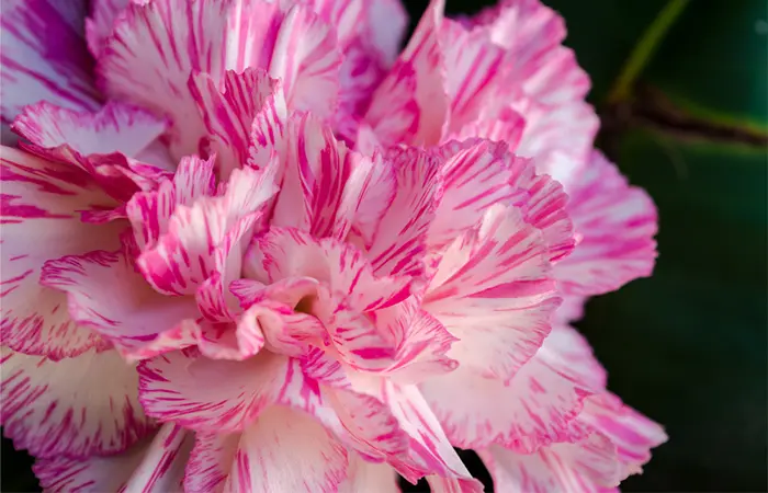 Striped Carnation