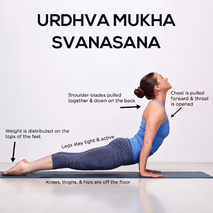 Upward Facing Dog Pose - Urdhva Mukha Svanasana Udharva-Mukha-Svanasna...