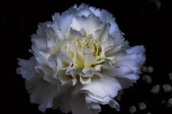 White Carnation White Carnation