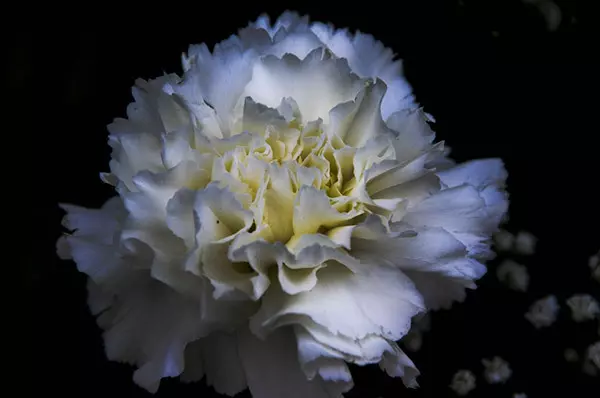 White Carnation