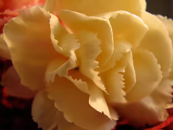 Yellow Carnation Yellow Carnation