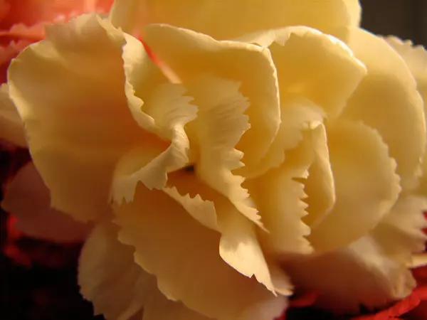 Yellow Carnation