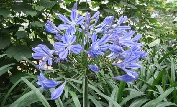 agapanthus