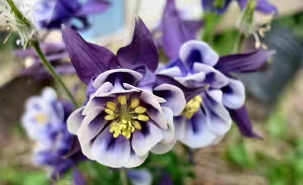 columbine flower
