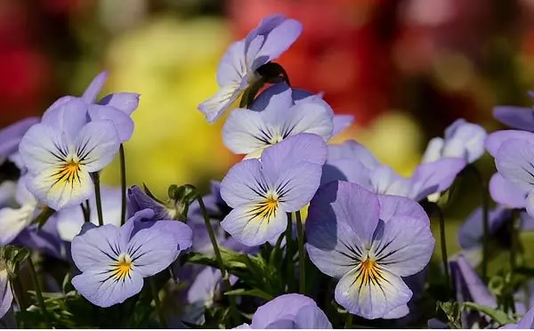 pansies flower