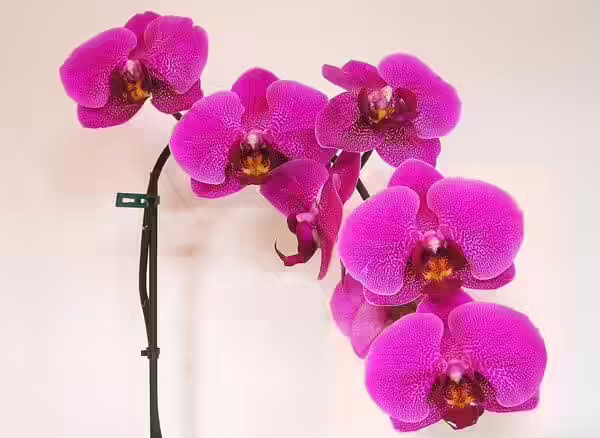 phalaenopsis orchids