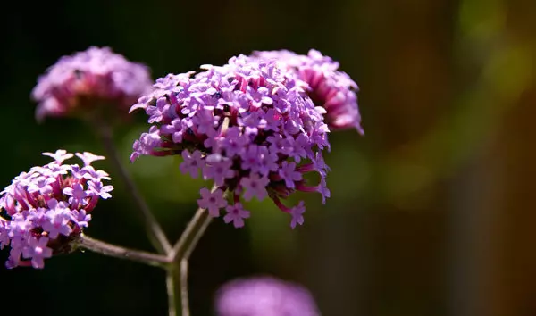 verbenas flower