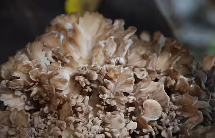 Benefits of Mushrooms - Maitake Mushrooms Benefits of Mushrooms