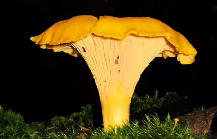 Benefits of Mushrooms - Chanterelle Benefits of Mushrooms