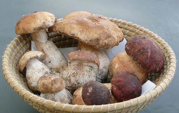 Benefits of Mushrooms - Porcini 21-Best-Benefits-Of-Mushrooms-Khumbi-For-Skin-Hair-And-Health7