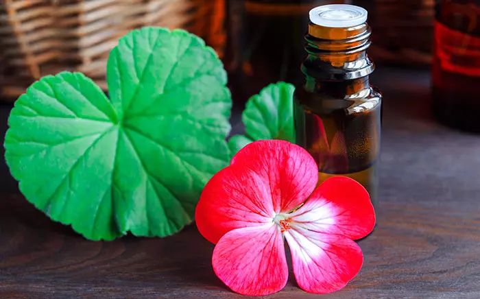 How To Make Geranium Oil At Home