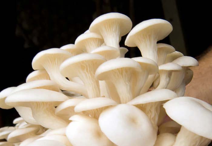 Benefits of Mushrooms - Shinji h. Shinji