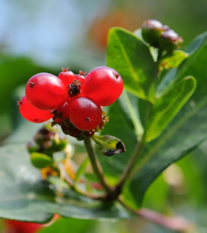 11 Amazing Honeysuckle Benefits And Uses