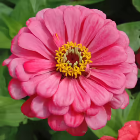 Giant Carmine Rose