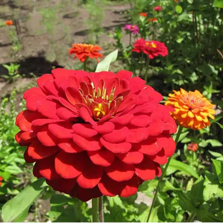 Giant Deep Red Rose 