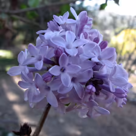 lavender lady lavender lady