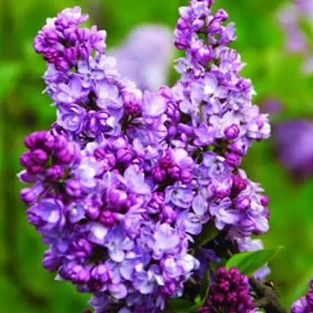 lilac charles joy