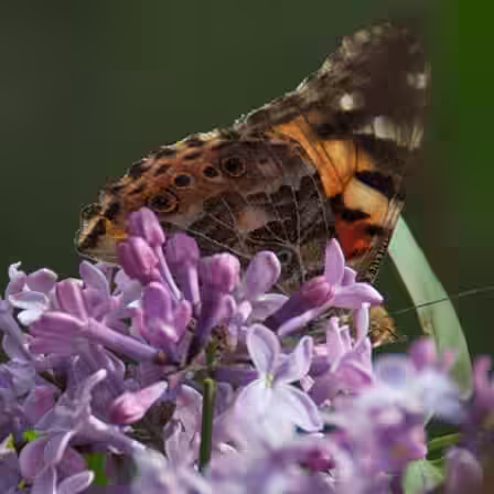 lilac james macfarlane lilac james macfarlane