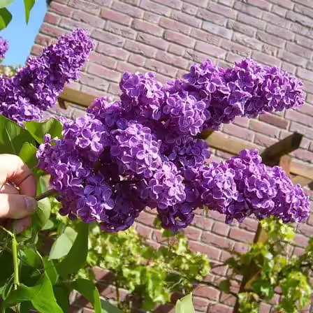 lilac minuet lilac minuet