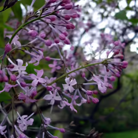 lilac miss canada lilac miss canada