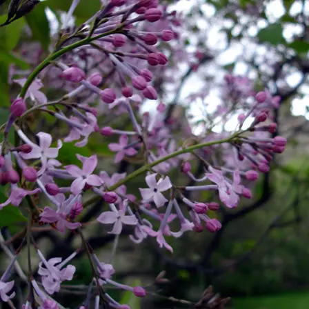 lilac miss canada