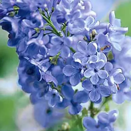 lilac wonderblue