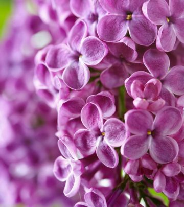 Top 15 Most Beautiful Lilac Flowers_image