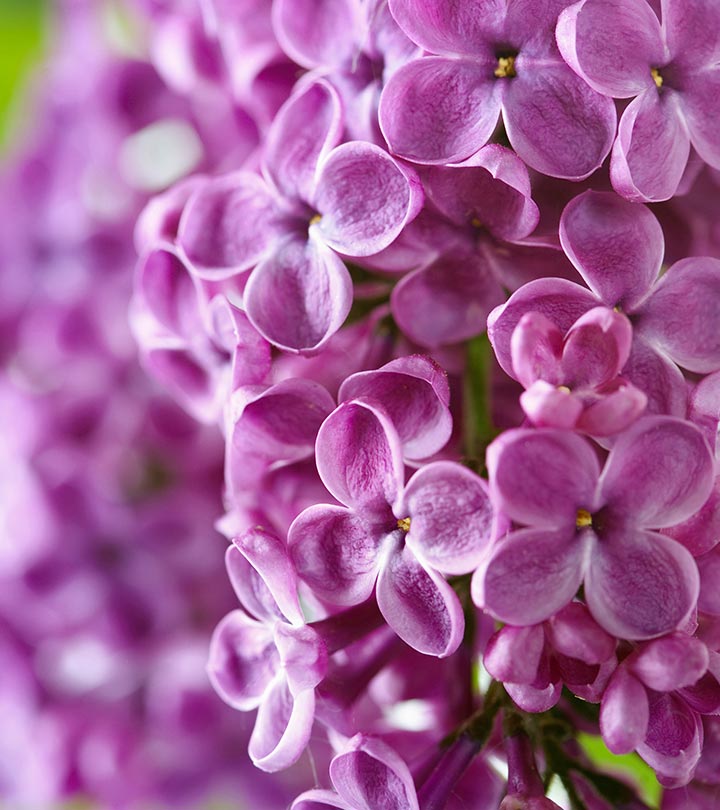 Top 15 Most Beautiful Lilac Flowers