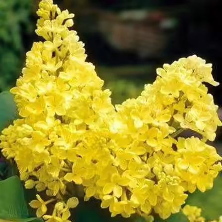 primrose primrose