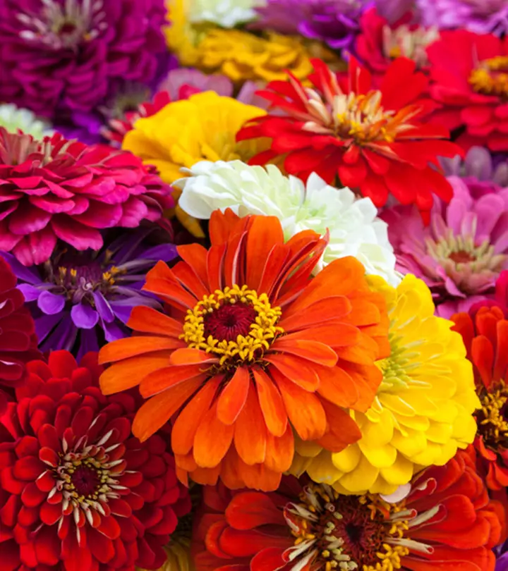 These beautiful varieties of Zinnia flowers can brighten your home and garden.